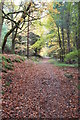 Path in Crannoch-hill Wood in AB56 4SQ
