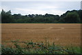 Wheat field by Tilden Lane in TN12 9AX