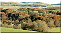 Autumn trees south of Corsock in DG7 3DL