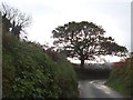Tree on a bend in the minor road to Peter Tavy in PL19 9NN