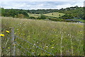 Meadow near Riding Farm in HP10 0NR