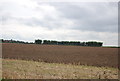 Farmland in Paglesham in SS4 2DN
