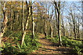 Woodland path in Millom Park in LA18 5EZ