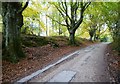 Lane from Beacon Corner to Troy Town, with beech trees in DT2 8QG