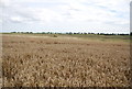 Wheat by Paglesham Creek in SS4 2EX