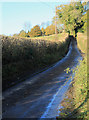 2012 : Holly Hill between Batcombe and Westcombe in BA4 6BN