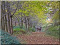 Deer on Deerings Hill in B49 5NE