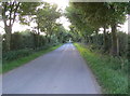 Tree lined road near Dawsmere in Gedney Ward