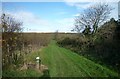 Bridleway through plantation, Kingston Russell in DT2 9EE
