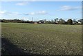 Farmland off Burdon Lane in SR3 2XL
