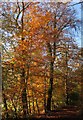 Autumn beech, Hembury Woods in TQ11 0HL