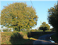 2012 : Lane heading east near Higher Green's Combe Farm in BA4 6HQ