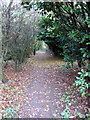 Bridleway through the woods in LU5 6HN