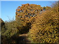 Autumn on Wimbledon Common in SW15 3RA