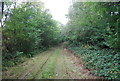 Path in Rochester Forest in ME2 1JQ