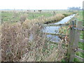Cattle on Whittlesey Wash - The Nene Washes in PE7 1FU