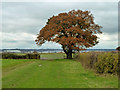 Field corner oak in EN9 3QJ