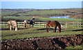 Horses at Aughton with view to Ulley Reservoir in S26 3XG