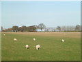 Grazing sheep near Clay's Farm, Holbeach Bank in PE12 8BX