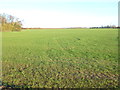Large field of winter cereal near Grove Farm in PE12 8JQ