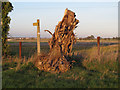 Uprooted stump near footpath signpost in SS4 2ED