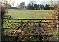 Ornate field gate, Woolaston Common in GL15 6AL