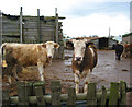 Cows at  Rope Farm, near Shavington in CW2 5DA