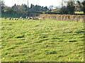 Sheep in a paddock near Grove Farm in PE12 8JQ