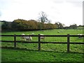 Field of sheep, Nether Cerne in Nether Cerne