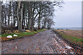 Disused road near Muirdrum in DD7 6LD