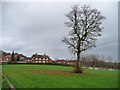 Lone tree in public open space in LS8 2LN