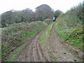 Approaching Half Moon Coppice in DT2 8PW