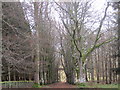 Avenue of Trees, Hesleyside in NE48 2LA