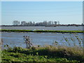 Swans between the river and Whittlesey Wash - The Nene Washes in PE7 1FU