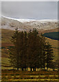 Grazing land near Spittal of Glenshee in PH10 7QG