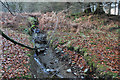 Small stream in Knowecardoch Plantation in KA26 0PZ