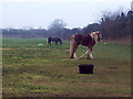 Ponies Tethered by Hedgerow near Odstock Hospital in SP2 8BX