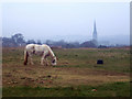 Tethered Pony with Salisbury Cathedral Spire in the Distance in SP2 8BX