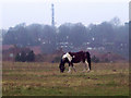 Tethered skewbald pony with Harnham TV Mast in the distance in SP2 8BX