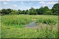 Pond near Beam Brook in Capel, Leigh, Newdigate & Charlwood Ward