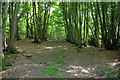 Woodland track, The Birches in RH5 5BP