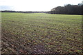 Winter Crop field near Kiln Wood in TN26 3PT