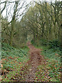 Bridleway, Danbury Common in CM3 4GH