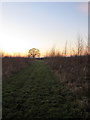 Path through young woodland toward Clipstone in LU7 9NE