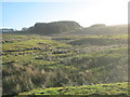 Conifer woodland above Wester Beck at West Pasture in Lunedale in DL12 0PW
