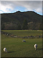 Sheep at Scroggs Farm, lower Kentmere in LA8 9JF