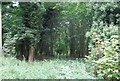 Woodland by the Stour and Orwell Walk in IP10 0LE