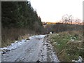 A logging road in FK17 8JJ