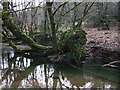 Fallen tree in River Burn in PL19 9PZ