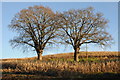 Trees in a maize field in HR2 9DS